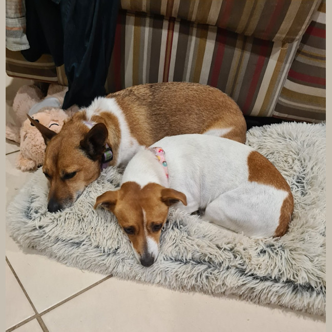 Photo of Skye   4 Year Old Jack Russell Terrier (Trial)