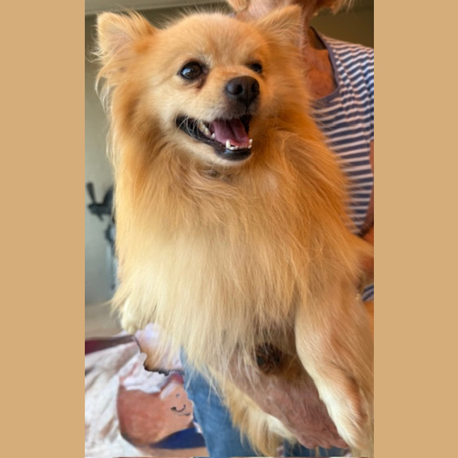 Photo of Toby