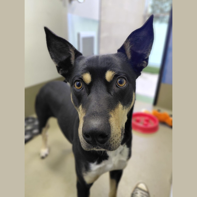 Photo of Banjo