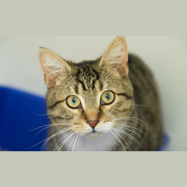Photo of Pickle
