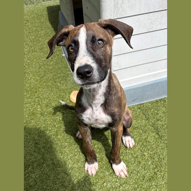 Photo of D1275 Paige