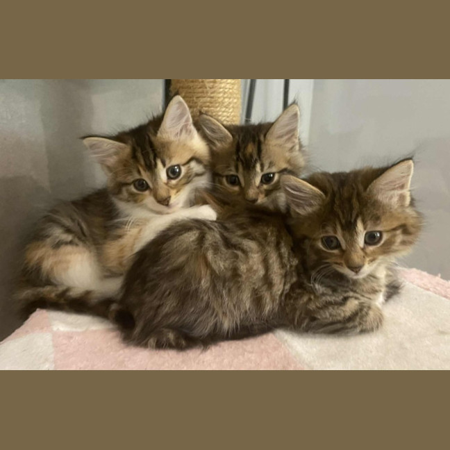 Photo of Cinnamon & Nutmeg
