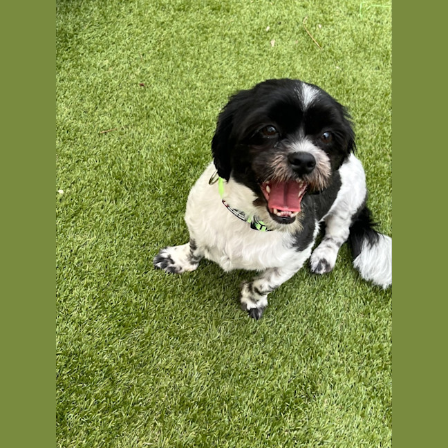 Photo of Bonded Sisters