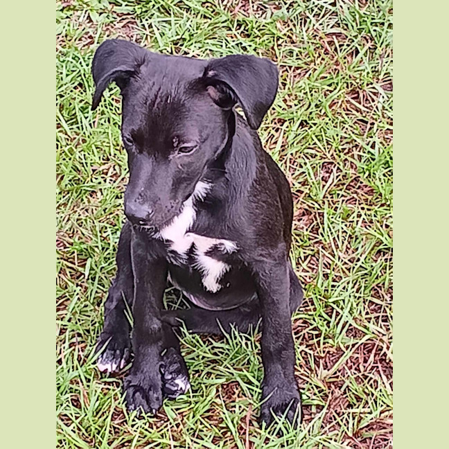 Photo of Chanel