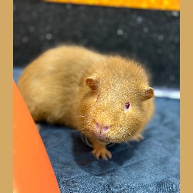Photo of Fudge