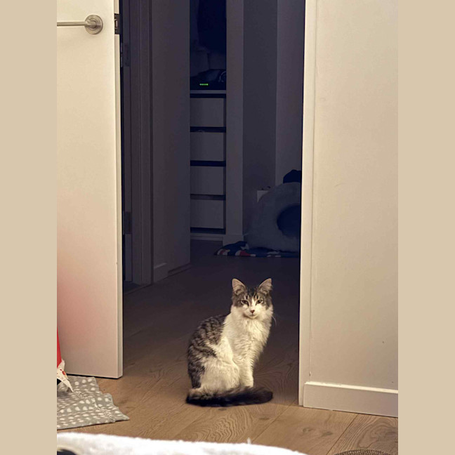 Photo of Atlas