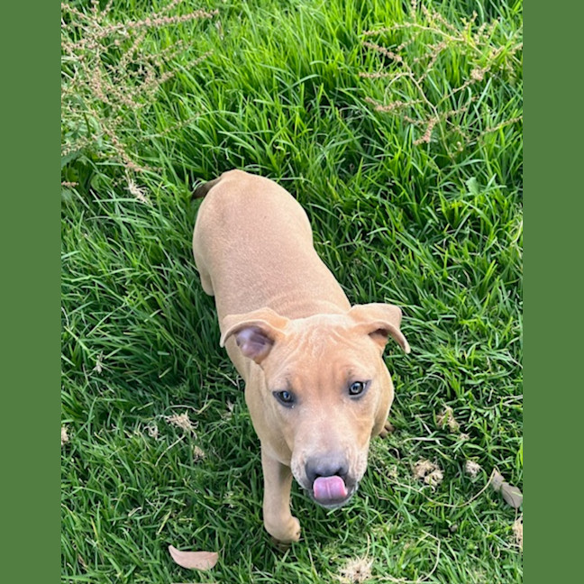 Photo of Shavina Dara