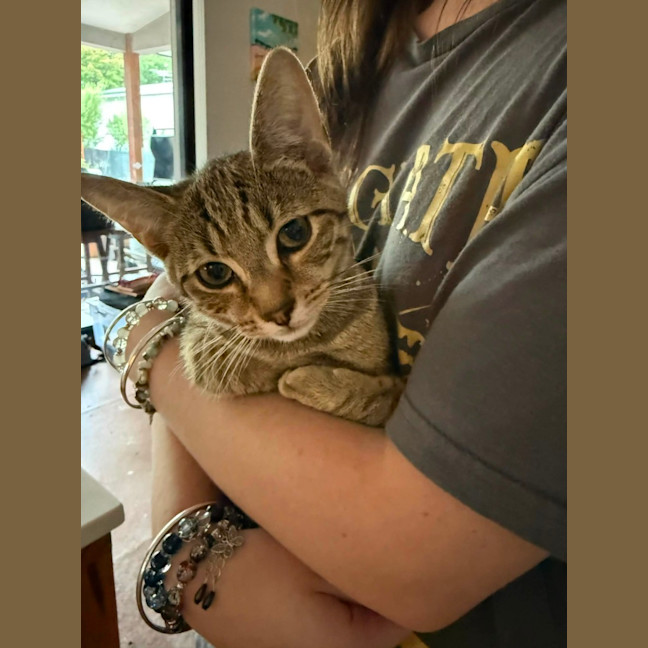 Photo of Atlas ** 2nd Chance Cat Rescue**