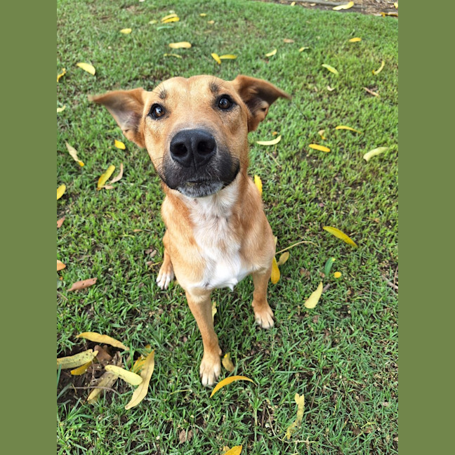 Photo of Archie