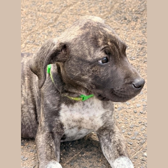 Photo of Reacher