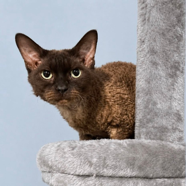 Photo of Jabu