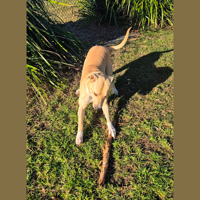 Photo of Narla (8063)