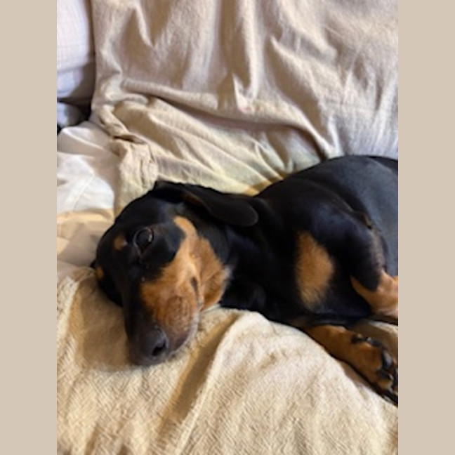 Photo of Peanut