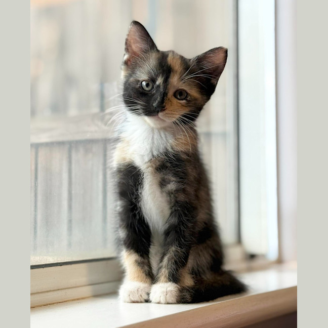 Photo of Tikka