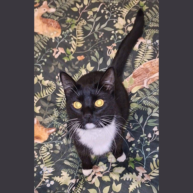 Photo of Tuxie
