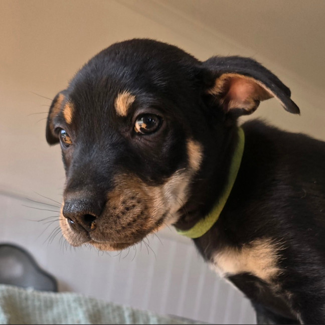 Photo of Kermit The Frog