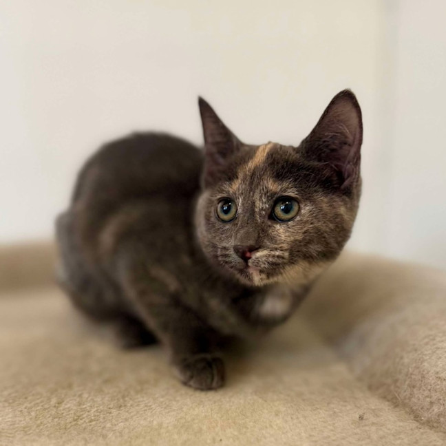 Photo of Misty   Located In Bellfield