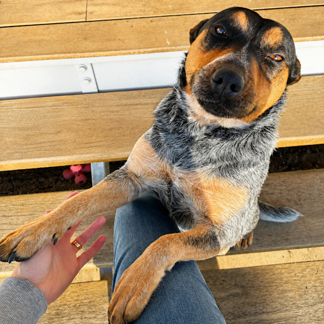 Photo of Roxy