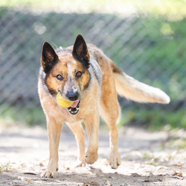 Photo of Honey