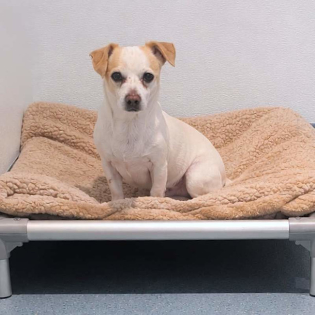 Photo of Charlie