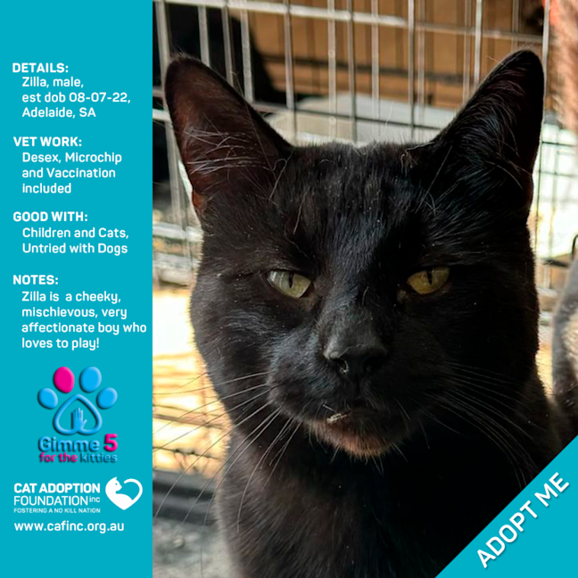 Photo of Zilla Only $39 Limited Time!