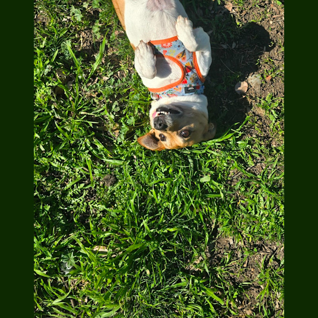 Photo of Moonpie
