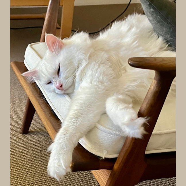 Photo of Mr Bigglesworth