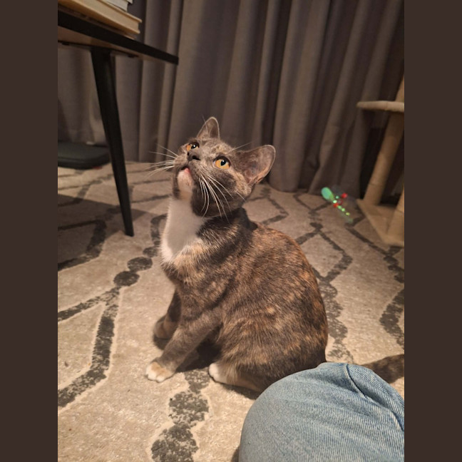 Photo of Sassafras