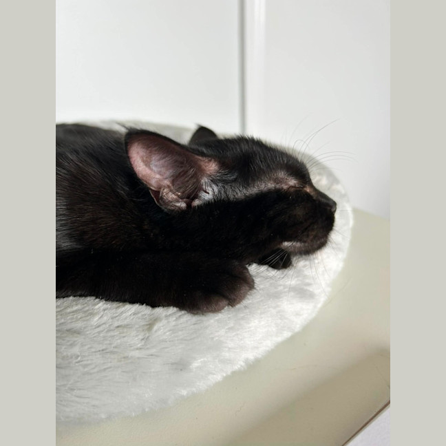 Photo of Ginnette *9 Lives Project Rescue*