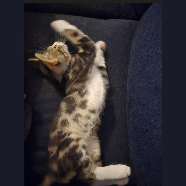 Photo of Toby 