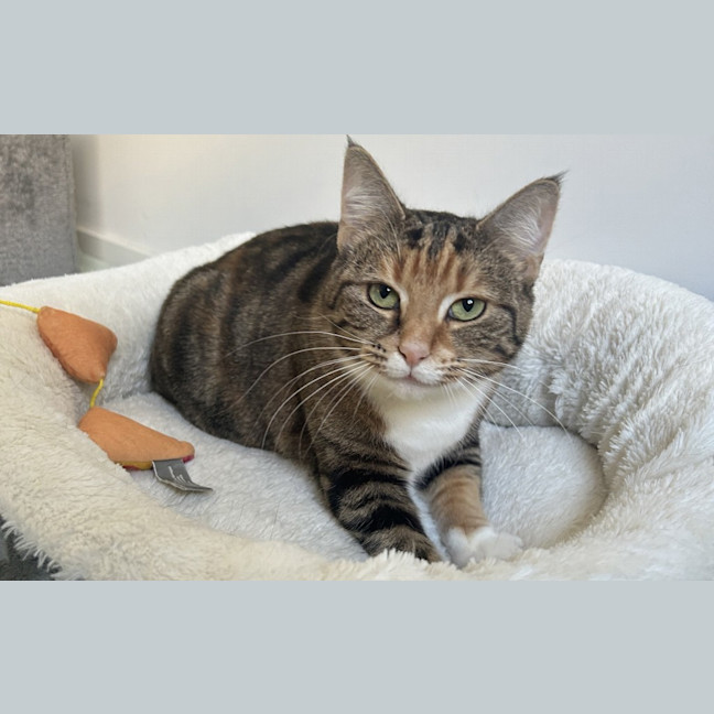 Photo of Penny