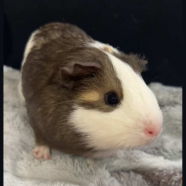 Photo of Cheeky