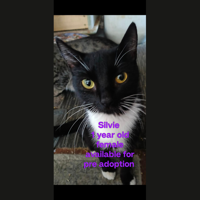 Photo of Silvie 