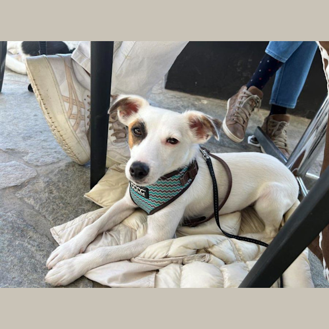 Photo of Patches Cervantes