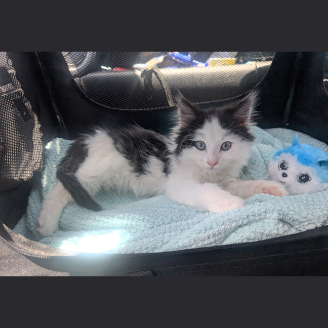 Photo of Bobby (Was Oreo)