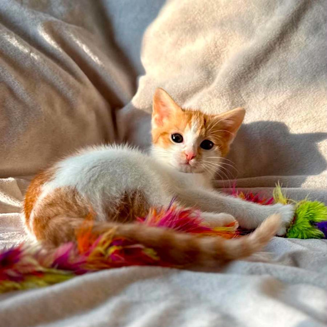 Photo of Miss Cheezel   In Foster Care In Bentleigh