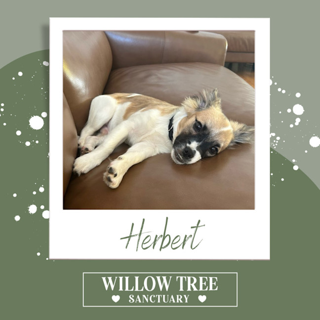 Photo of Herbert