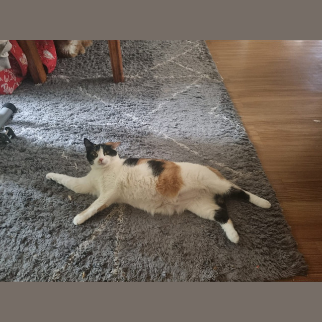 Photo of Pudding