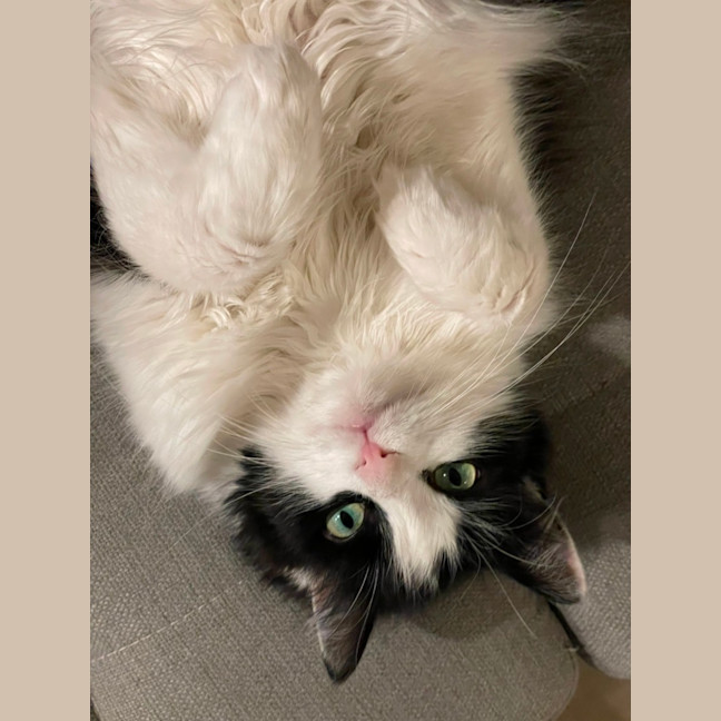 Photo of Luna