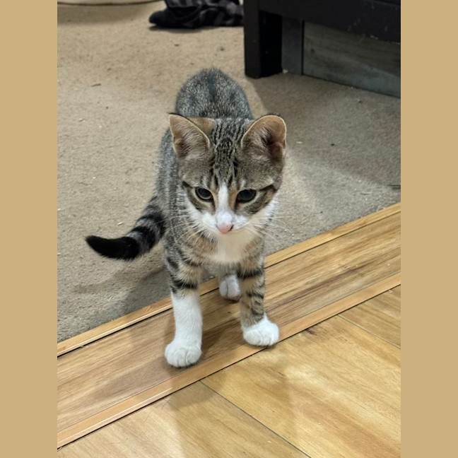 Photo of Alex   4 Month Old Domestic Short Hair