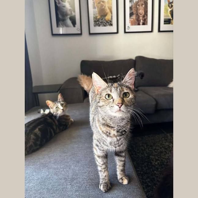 Photo of Mumma Cat (Urgent Home Needed) 