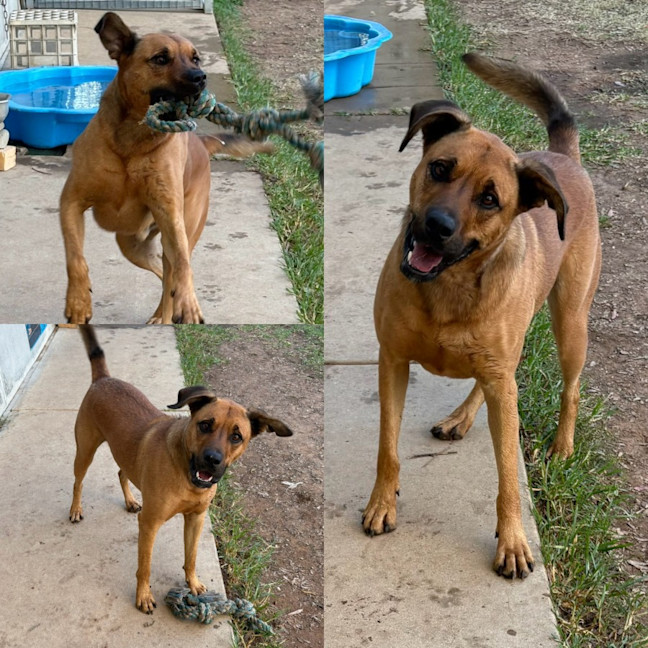 Photo of Scooby