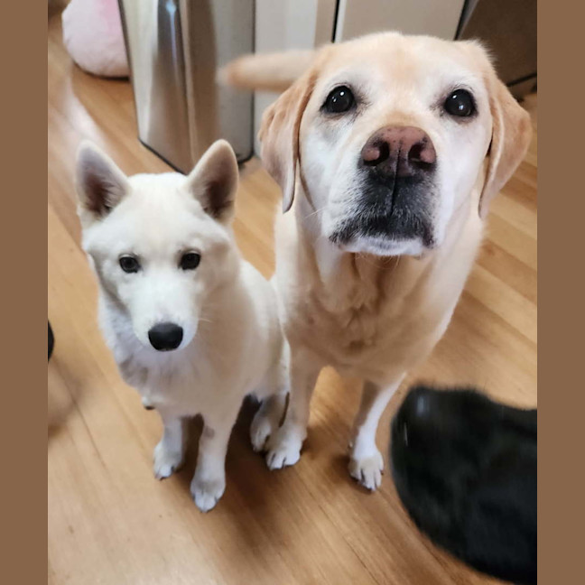Photo of Lumi
