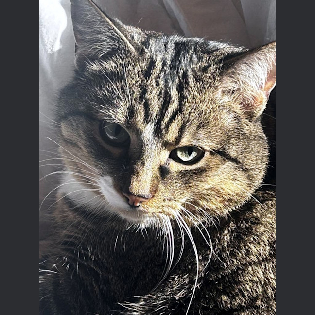 Photo of Major Sta013081