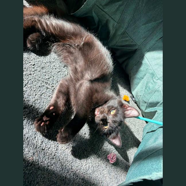 Photo of Tippa & Sooty   4 Month Old Domestic Short Hair