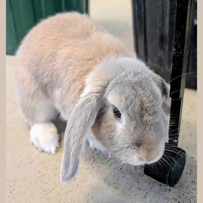 Photo of Bowie Bun