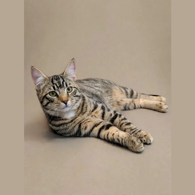 Photo of Rex