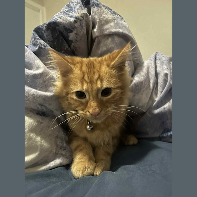 Photo of Simba   In Foster Care In Pakenham