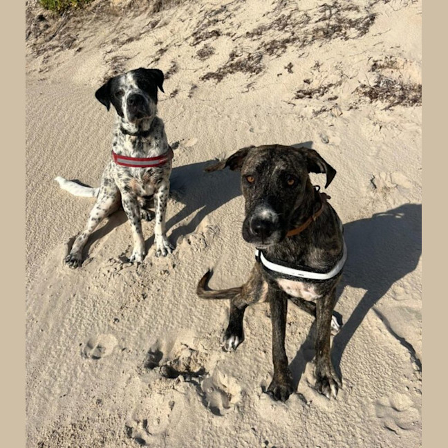 Photo of Diego & Gypsy