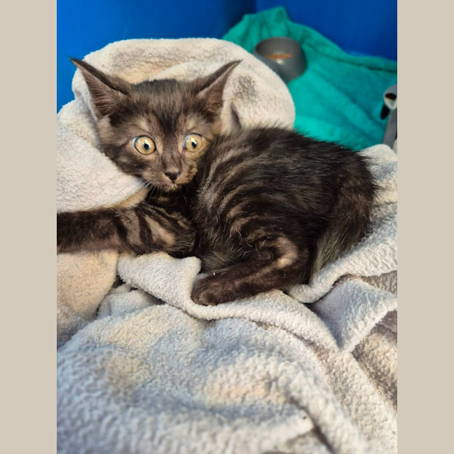 Photo of Fig!